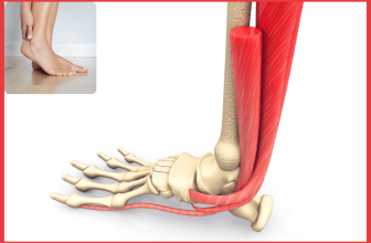 Illustration de la structure anatomique de la cheville avec des douleurs, montrant les os, les tendons et les ligaments, ainsi qu'une personne touchant sa cheville en douleur.